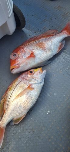 レンコダイの釣果