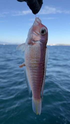 アカアマダイの釣果