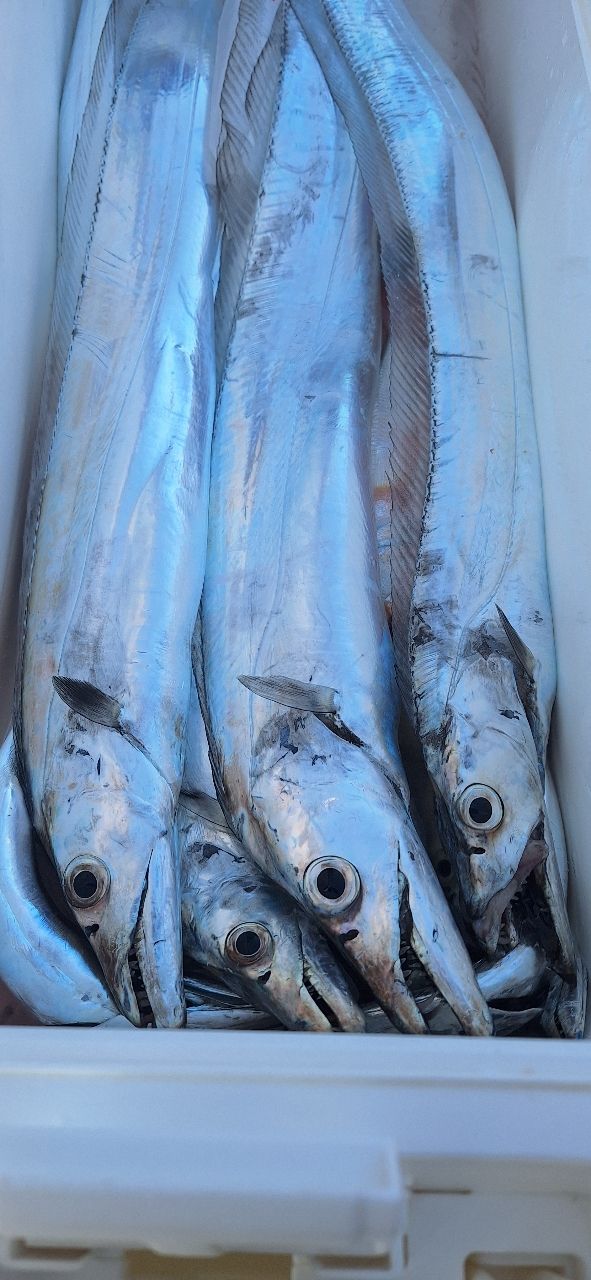 釣れるといいな❗🙏しますさんの釣果 1枚目の画像