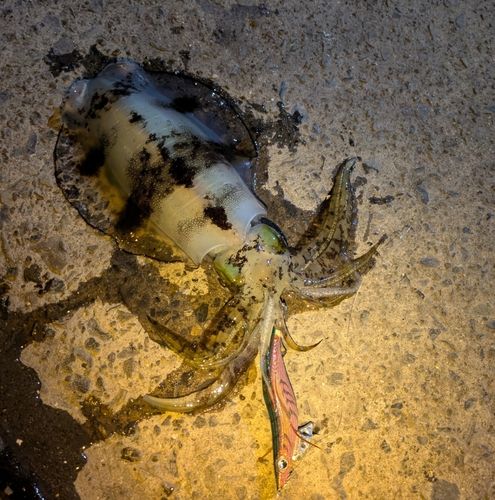 アオリイカの釣果