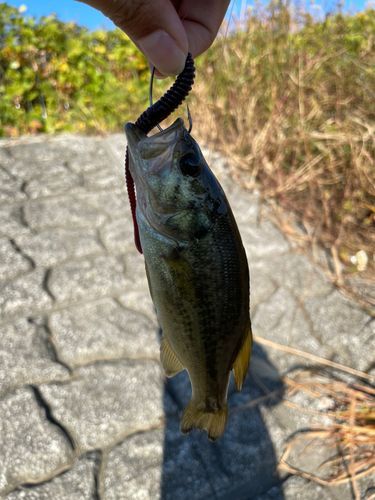 ラージマウスバスの釣果