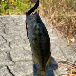 ラージマウスバス