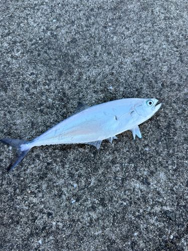 ミナミイケカツオの釣果
