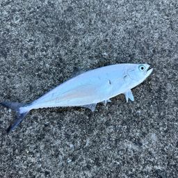 ミナミイケカツオ