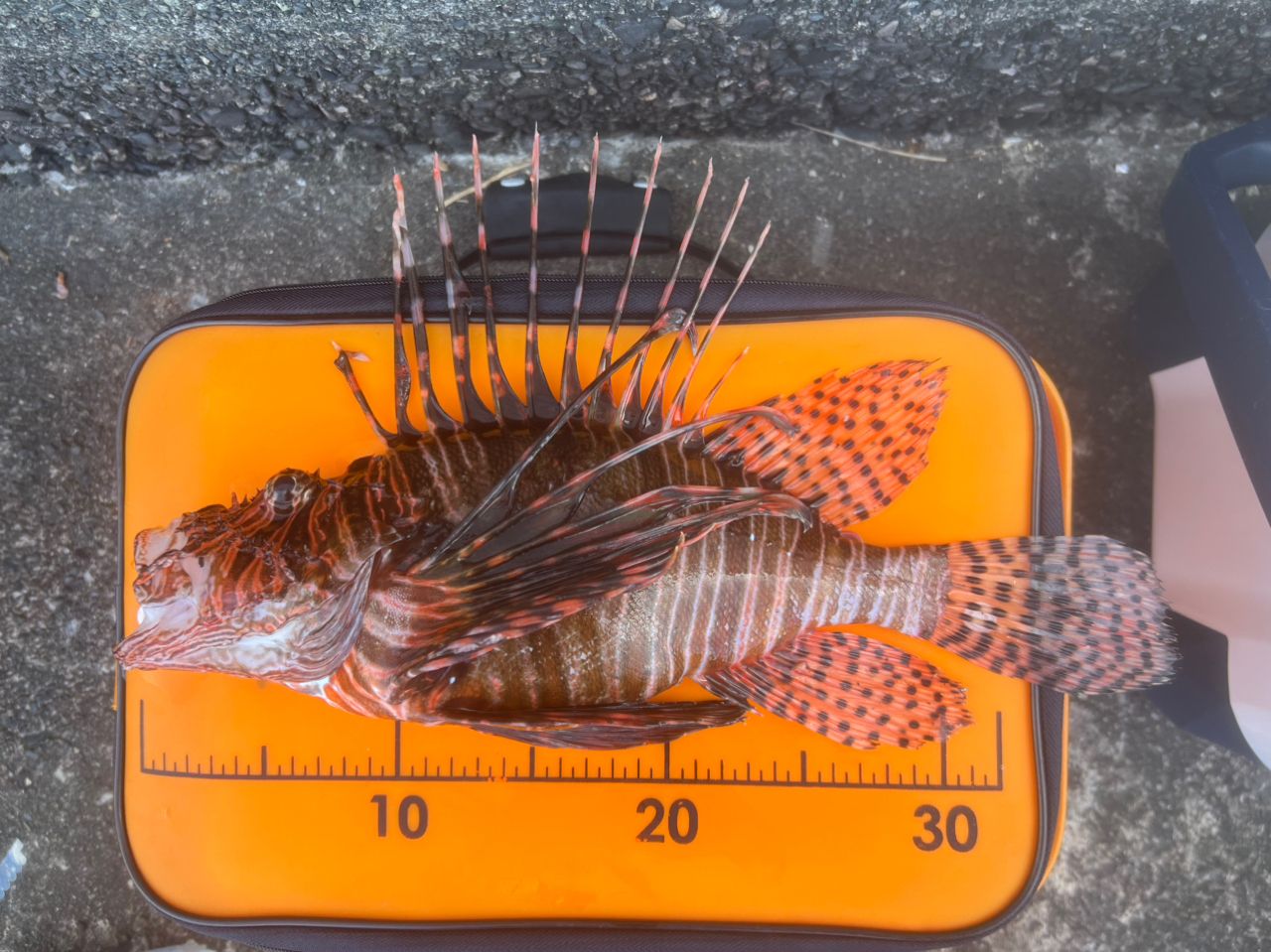 ハナミノカサゴ