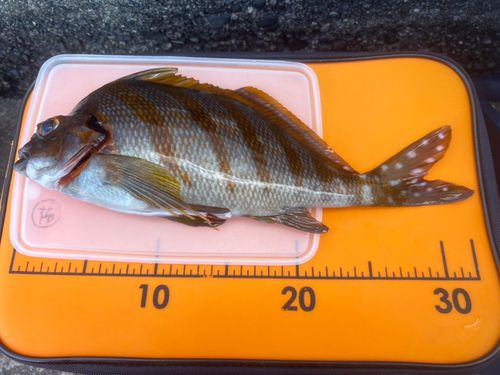 タカノハダイの釣果