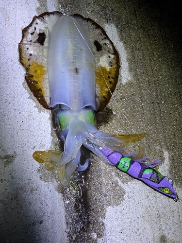 アオリイカの釣果