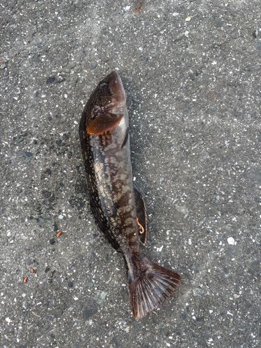 アイナメの釣果