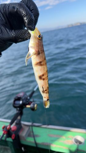 クラカケトラギスの釣果