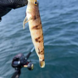 クラカケトラギス