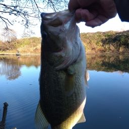 ラージマウスバス