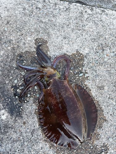 アオリイカの釣果
