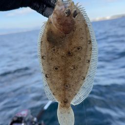 ガンゾウビラメ