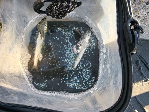 ウルメイワシの釣果