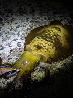 アオリイカの釣果