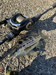 シマイサキの釣果