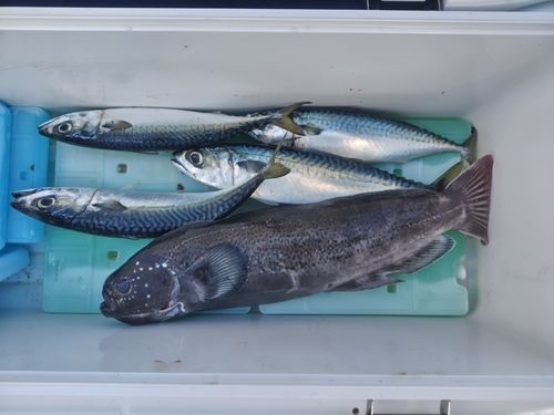 マサバの釣果