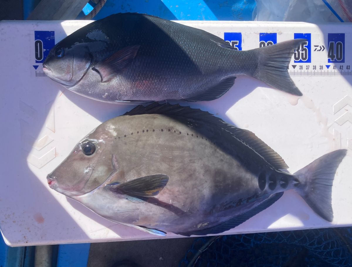 アングラーナーヒャンさんの釣果 2枚目の画像