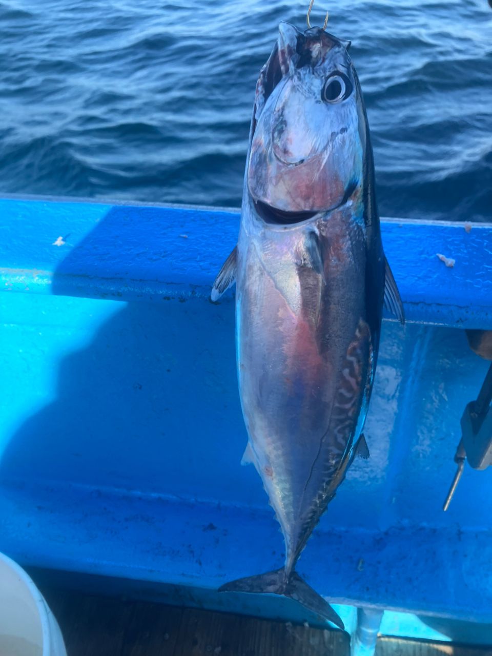 アングラーナーヒャンさんの釣果 3枚目の画像