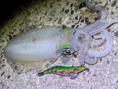 アオリイカの釣果