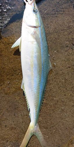 ツムブリの釣果