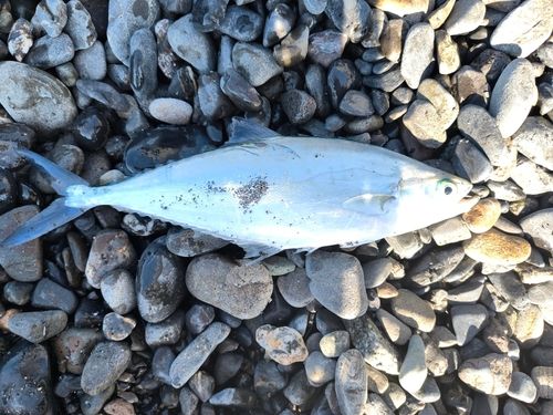 イケカツオの釣果