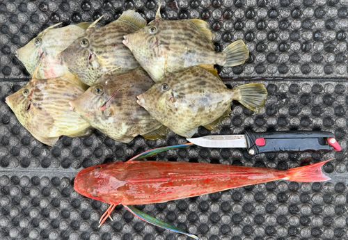 カワハギの釣果