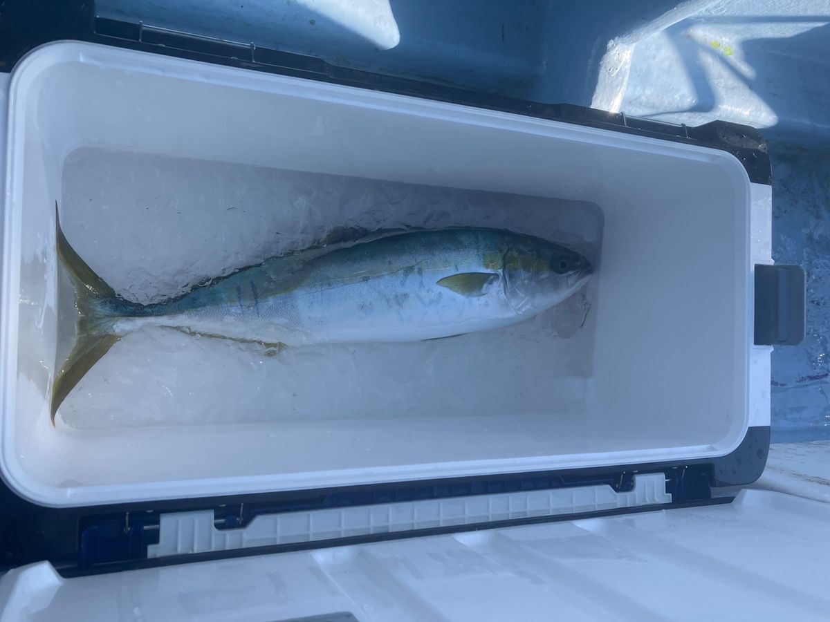 たけちよっとさんの釣果 1枚目の画像