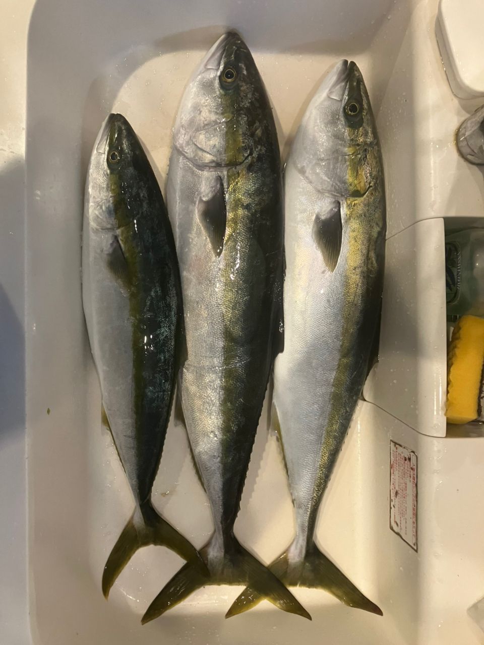 たけちよっとさんの釣果 2枚目の画像