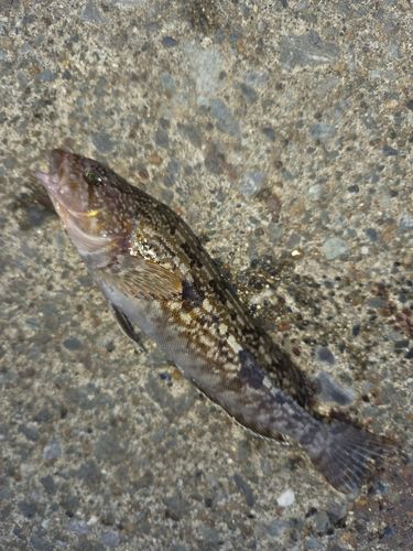 アイナメの釣果