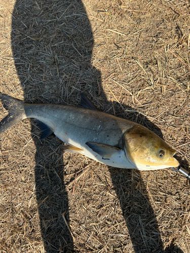 ハクレンの釣果