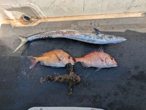マダイの釣果