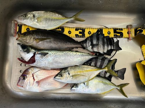 ゴマサバの釣果