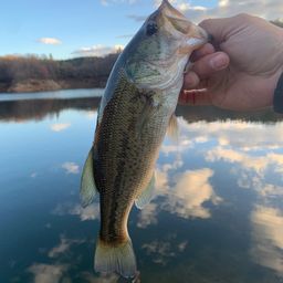 ラージマウスバス