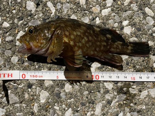 若洲海浜公園海釣り施設