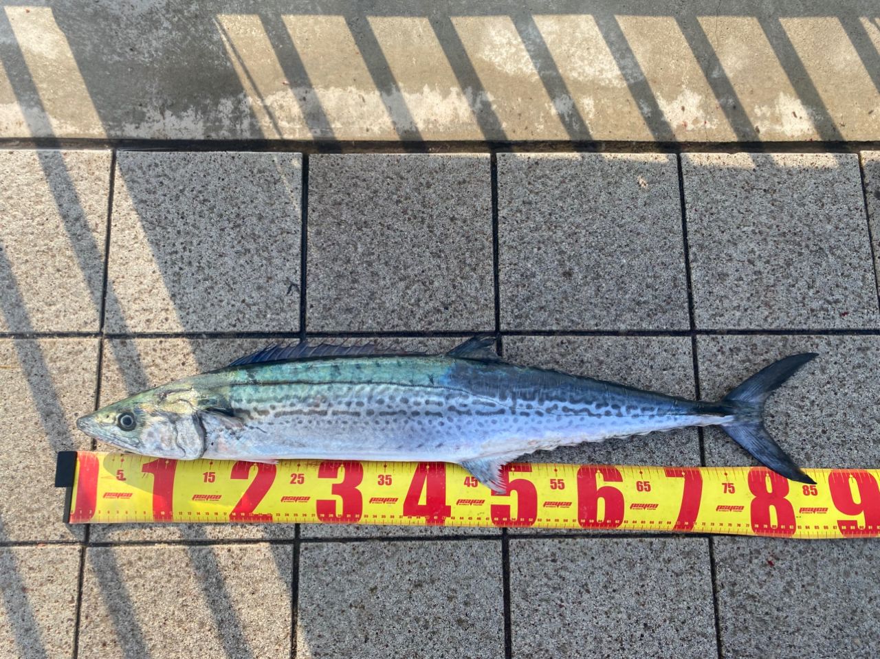 SHIMANO 19コルトスナイパー SS S96Hの最安値・インプレ・釣果 | 本音