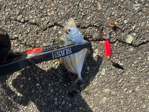 ヒイラギの釣果