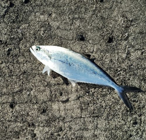 イケカツオの釣果