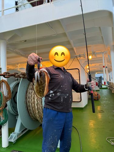 コウイカの釣果