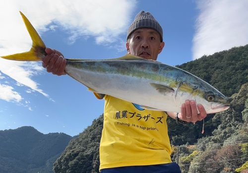 ブリの釣果