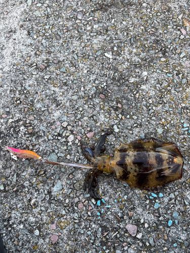 アオリイカの釣果