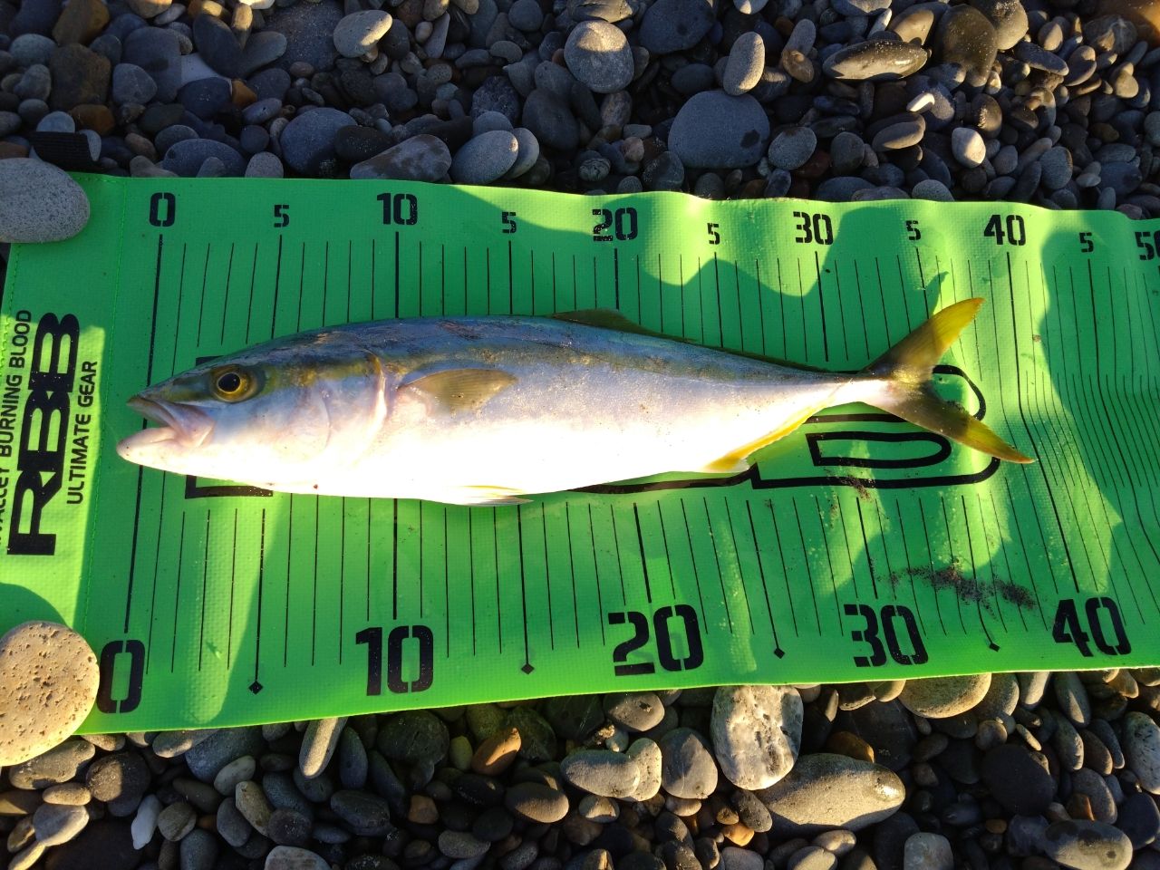 シマノ 18ネッサリミテッド S104MH シマノ(SHIMANO) ネッサ リミテッド S104MH (お取り寄せ商品)※次回生産