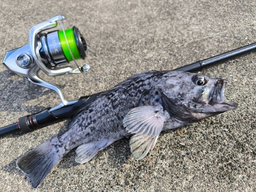 アイナメの釣果