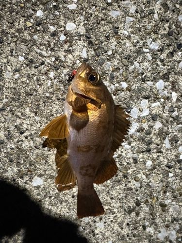 アカメバルの釣果