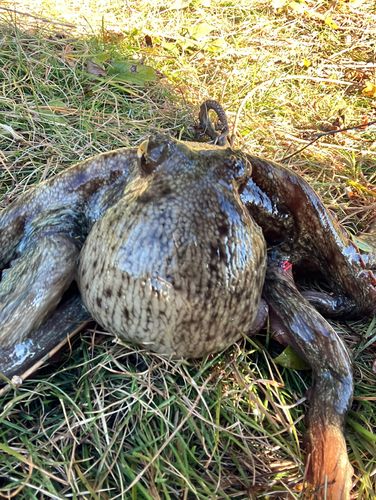 東京湾（アクアライン〜富津）