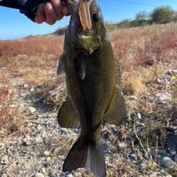 スモールマウスバス