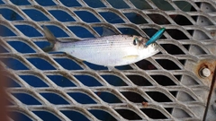 コノシロの釣果