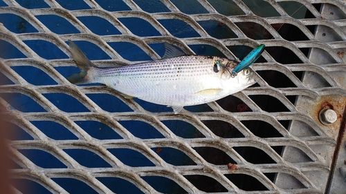 コノシロの釣果