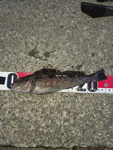 アイナメの釣果