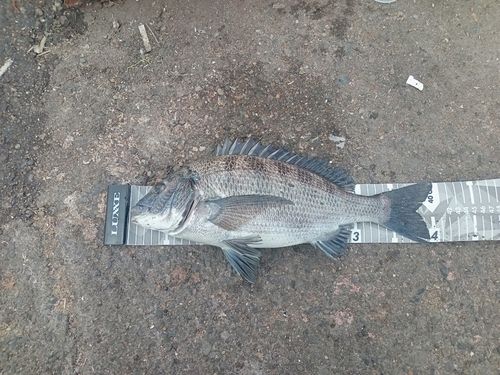 クロダイの釣果